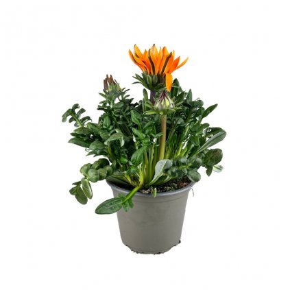 Trvalka gazánia 1,5l  Gazania