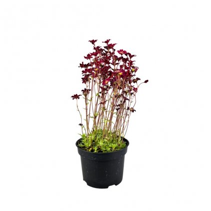 Lomikameň/ Saxifraga