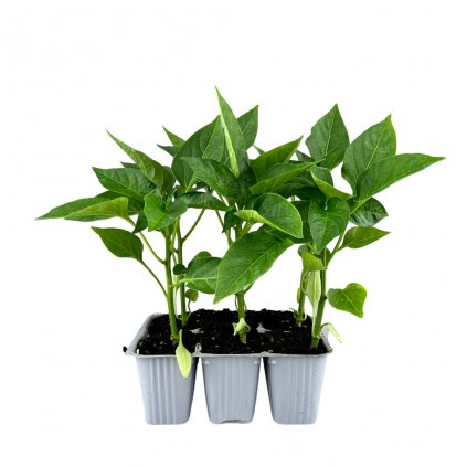 Planta Paprika var. Alceste F1 6pack