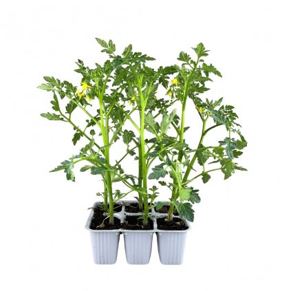 Paradajka var. Twitter F1 (ex Pachino) 6pack planta