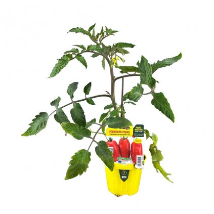 Štepené paradajky S. Marzano var. Oskar F1 planta