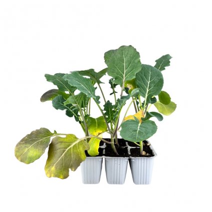 Planta Brokolica Heraklion 6pack