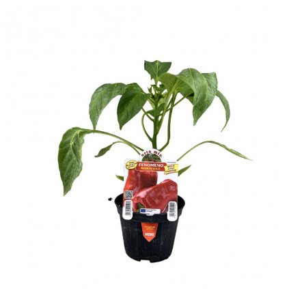 Planta Paprika Fenomeno F1