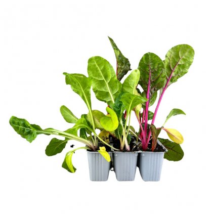 Planta Mangold Multicolore Bright light F1 6pack