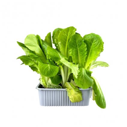 Planta Šalát var. Flavius 9pack