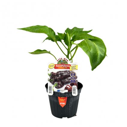 Planta Paprika Sweet Palermo 3 farby