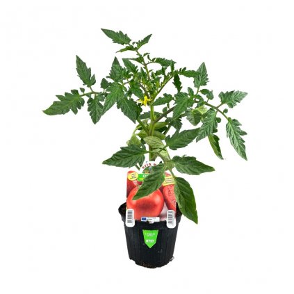 Planta Paprika Rosso var. Fenomeno F1