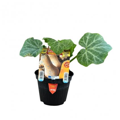 Planta Tekvica Zucchetta Mini Butternut var. Pluto F1