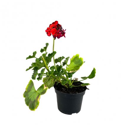 Muškát kríkový plnokvetý  Pelargonium Zonale