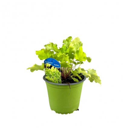 Trvalka Heuchera Lime Marmelade C1