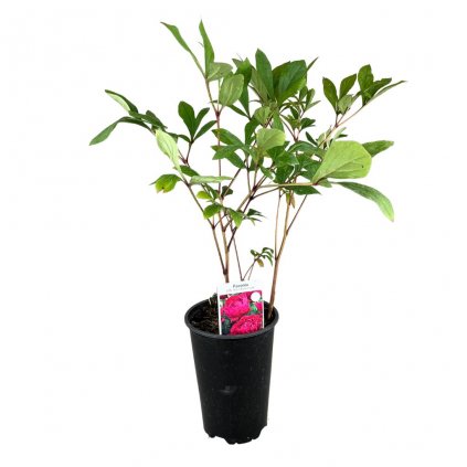 Pivónia (pivonka), červená, v črepníku 3l  Paeonia