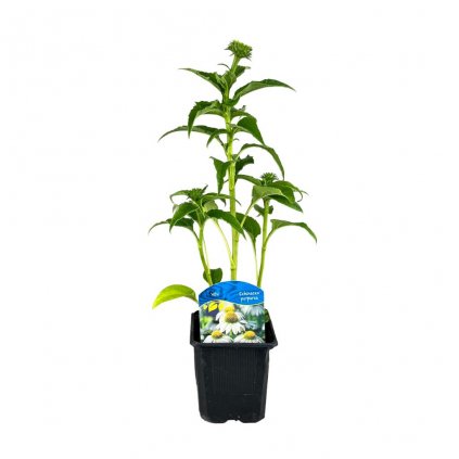 Echinacea purpúrová ´ALBA´, v črepníku K9  Echinacea purp. Alba