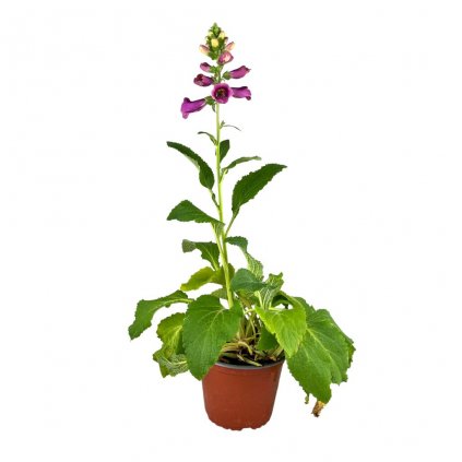 Náprstník C1 ružový  Digitalis