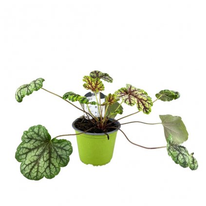 Heuchera Green spice C1