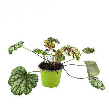 Trvalka Heuchera Green spice C1