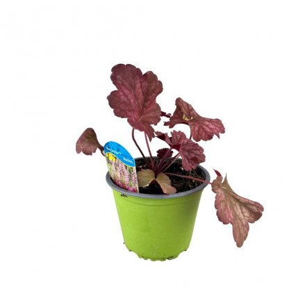 Trvalka Heuchera Berry smothie C1