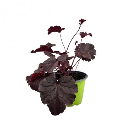 Trvalka Heuchera Black beauty C1