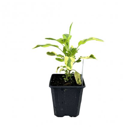 Bylinky Šalvia 'Aurea' k9  Salvia officinalis aurea