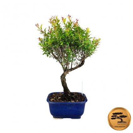 Bonsai Pimentovník  Bonsai Syzygium