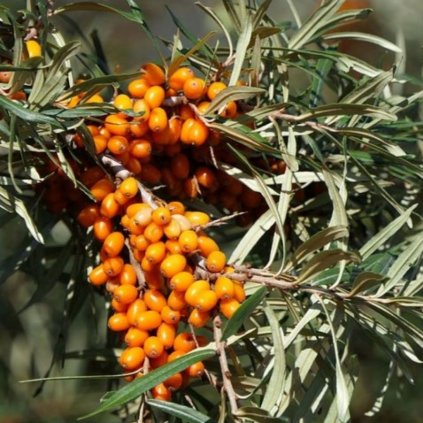 Rakytník rašetl. Pollmix (opelovač) 2l  Hippophae rhamnoides 'Pollmix'