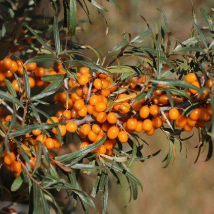 Rakytník rašetl. Botanika (samica) 2l  Hippophae rhamnoides 'Botanica'