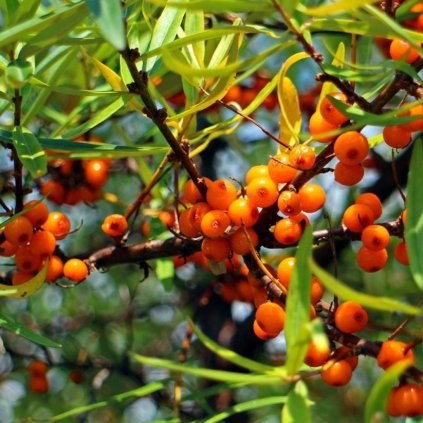 Rakytník rašetl. 'Friesdorfer Orange' samoopel. 2l  Hippophae rhamnoides 'Friesdorfer Orange'