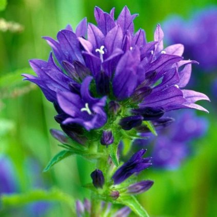 Zvonček k9 fialový  Campanula