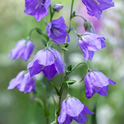 Trvalka Zvonček broskyňolistý modrý k9  Campanula persicifolia