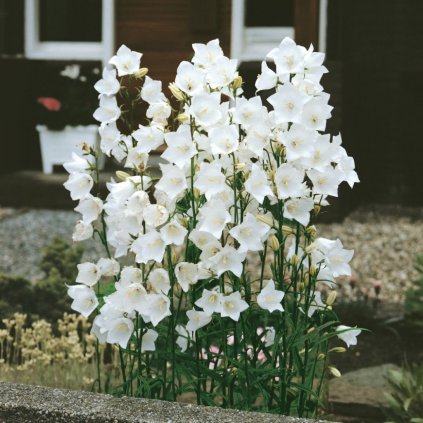 Trvalka Zvonček broskyňolistý biely k9  Campanula persicifolia