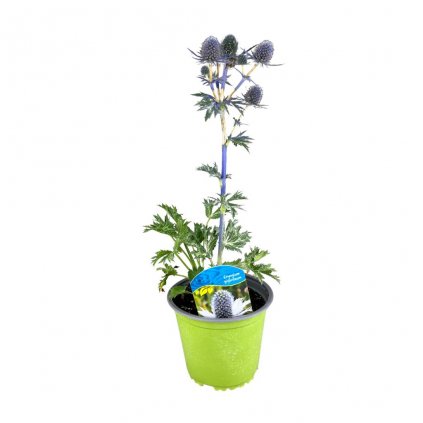 Kotúč C1  Eryngium gigant