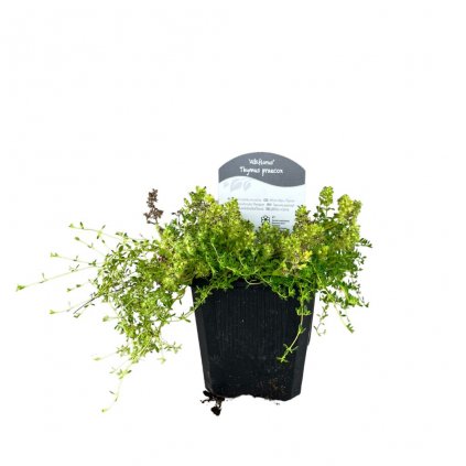 Materina dúška Albiflorus k9  Thymus Albiflorus