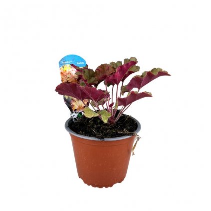 Heuchera Kasandra C1  Heuchera