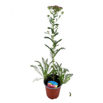 Rebríček obyčajný ´Saucy Seduction´, v črepníku C1  Achillea