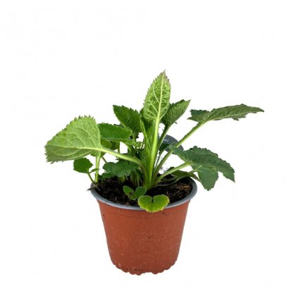 Zvonček Sarastro C1  Campanula Sarastro