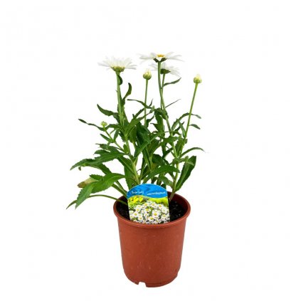 Margarétka C1/2l  Trvalka Leucanthemum