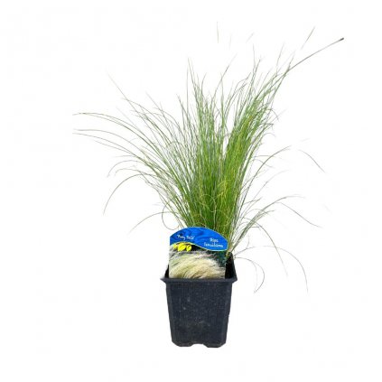 Kavyľ perovitý POny TAils 15/20  Stipa tenuissma Pony Tails
