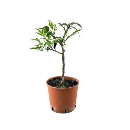 citrus limone kumqvat