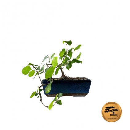 bonsai hviezdica levandulova 1