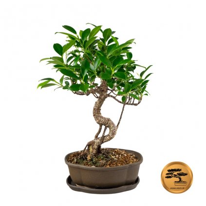 Bonsai Ficus malolisty velky