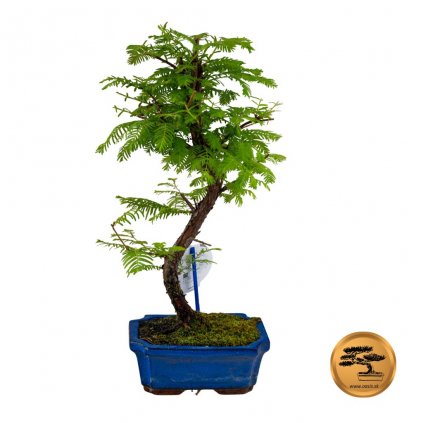 Bonsai Metasekvoja 240088800 1
