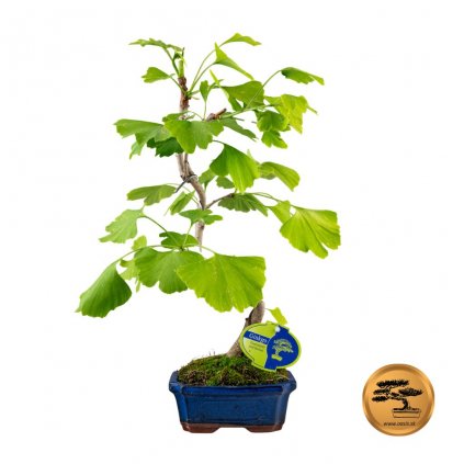 Bonsai Ginko dvojlaloc╠îne╠ü 9311 00 2
