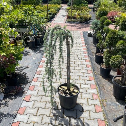 Ceder atlanstky pendula 12 km 1