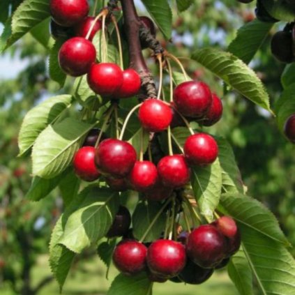 ceresna vtacia