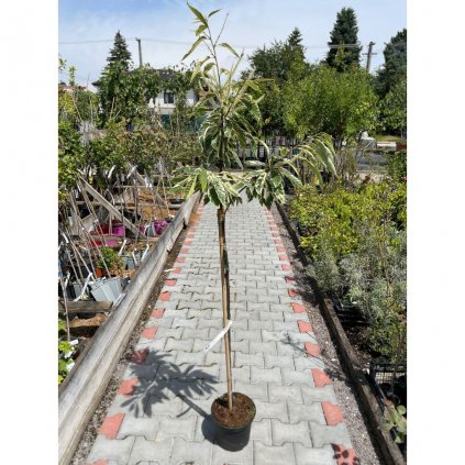 Gastan variegata 5l