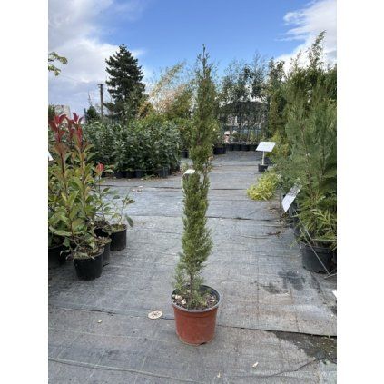 Cyprusovec leylandský Pyramidalis 3l  Cuprssoc. Leyl. Pyramidalis