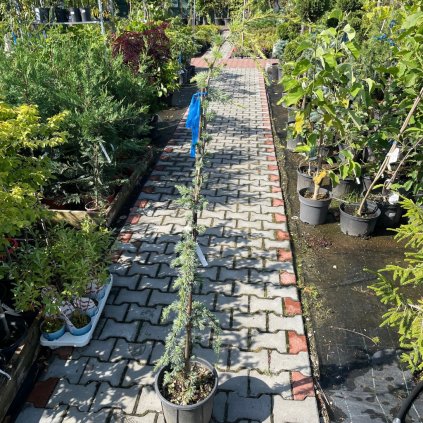 ceder atlant glauca pendula