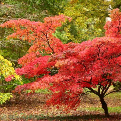 Acer palmatum