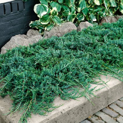 Junip. horizontalis Prince of Walles