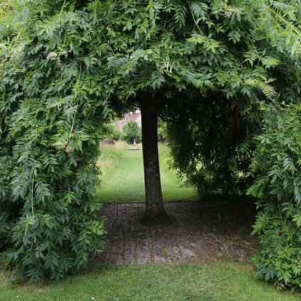 Jaseň štíhly ‘Pendula’ (Fraxinus excelsior ‘Pendula’