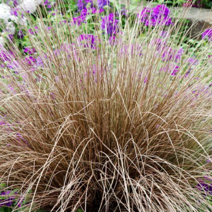 Ostrica chocholatá ´BRONCO´ ™, v črepníku 1l